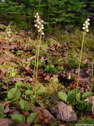 Attēlu rezultāti vaicājumam “Pyrola minor bud”