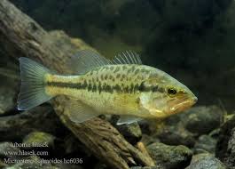 Image result for Micropterus