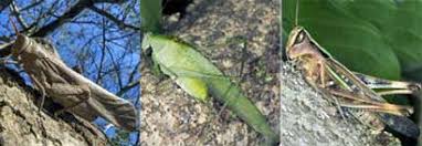 Attēlu rezultāti vaicājumam “Orthoptera”