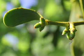 Attēlu rezultāti vaicājumam “Viscum album female flower”