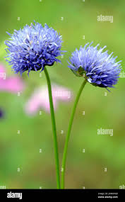 Attēlu rezultāti vaicājumam “Jasione montana flower”