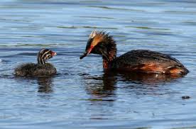 Image result for Podiceps auritus