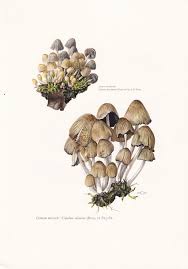 Attēlu rezultāti vaicājumam “Coprinus micaceus”