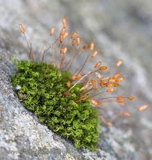 Attēlu rezultāti vaicājumam “Homomallium incurvatum sporophyte”