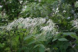 Image result for Aruncus dioicus