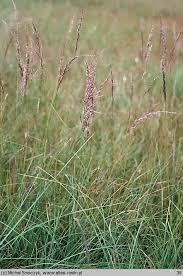 Attēlu rezultāti vaicājumam “Calamagrostis canescens”