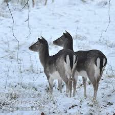 Attēlu rezultāti vaicājumam “Dama dama”