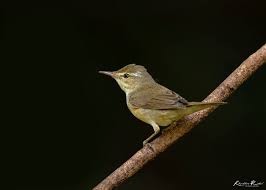 Attēlu rezultāti vaicājumam “Acrocephalus dumetorum”