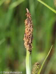 Attēlu rezultāti vaicājumam “Carex acutiformis flower”