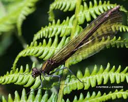Attēlu rezultāti vaicājumam “Calopteryx virgo female”