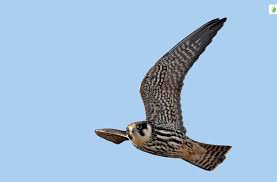 Attēlu rezultāti vaicājumam “Falco subbuteo adult”