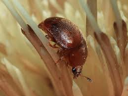 Attēlu rezultāti vaicājumam “Cychramus luteus”