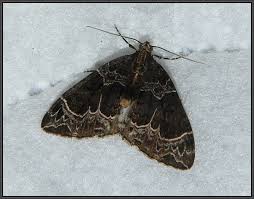 Attēlu rezultāti vaicājumam “Ecliptopera silaceata”