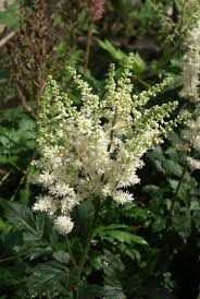 Attēlu rezultāti vaicājumam “Astilbe chinensis”