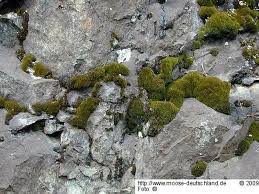 Attēlu rezultāti vaicājumam “Gymnostomum aeruginosum”