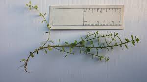 Attēlu rezultāti vaicājumam “Licea minima sessile”