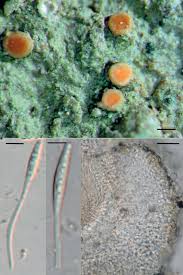 Attēlu rezultāti vaicājumam “Fellhanera subtilis”