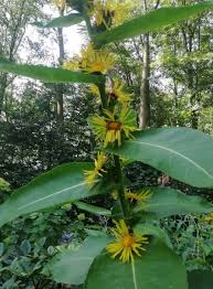 Attēlu rezultāti vaicājumam “Inula helenium flower”