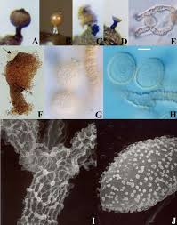 Attēlu rezultāti vaicājumam “Trichia contorta young”