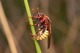 Attēlu rezultāti vaicājumam “Cimbex luteus”