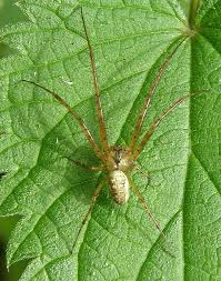 Attēlu rezultāti vaicājumam “Metellina segmentata”