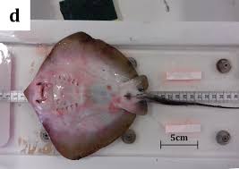 Image result for Dasyatis chrysonota