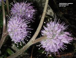 Attēlu rezultāti vaicājumam “Hydrophyllaceae”