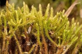 Attēlu rezultāti vaicājumam “Philonotis marchica sporophyte”