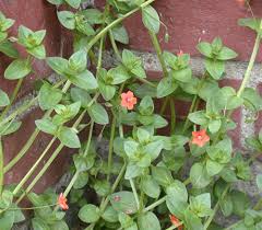 Image result for Anagallis arvensis