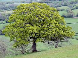 Attēlu rezultāti vaicājumam “Quercus robur”