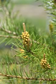 Attēlu rezultāti vaicājumam “Pinus banksiana”