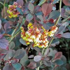 Attēlu rezultāti vaicājumam “Berberis thunbergii flower”