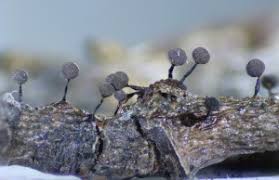 Attēlu rezultāti vaicājumam “Symphytocarpus flaccidus spores”