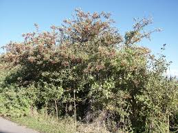 Attēlu rezultāti vaicājumam “Crataegus douglasii”