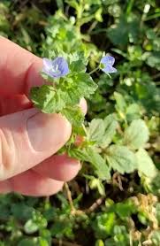Attēlu rezultāti vaicājumam “Veronica officinalis fruit”
