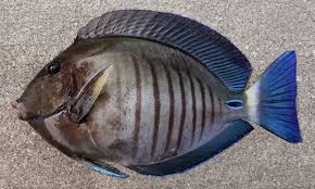 Image result for Acanthurus chirurgus