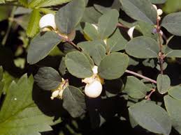 Attēlu rezultāti vaicājumam “Symphoricarpos albus”