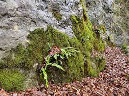 Attēlu rezultāti vaicājumam “Anomodon longifolius”