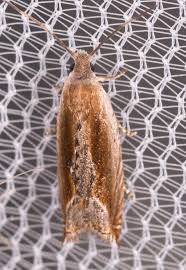 Attēlu rezultāti vaicājumam “Ancylis apicella”