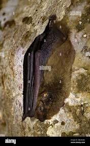 Attēlu rezultāti vaicājumam “Pipistrellus pygmaeus”