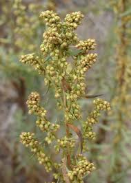 Image result for Artemisia dracunculus