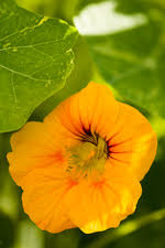 Attēlu rezultāti vaicājumam “Tropaeolaceae”