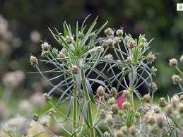 Attēlu rezultāti vaicājumam “Plantago uniflora flower”