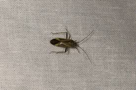 Attēlu rezultāti vaicājumam “Adelphocoris quadripunctatus”