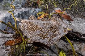 Image result for Dasyatis chrysonota