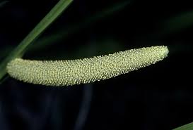 Image result for Acorus calamus