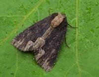 Attēlu rezultāti vaicājumam “Dypterygia scabriuscula”