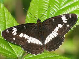 Attēlu rezultāti vaicājumam “Limenitis camilla upperside”