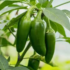 Afbeeldingsresultaat voor jalapeno early hot pepper