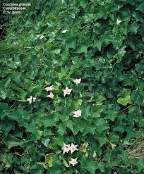 Attēlu rezultāti vaicājumam “Cucurbitaceae”